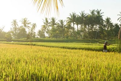 Harga Beras Masih Tinggi, Pengamat IPB: Beras Impor Tak Sesuai Dengan Harapan