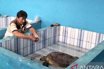 Penyu Terluka Diselamatkan Nelayan, Ditangani Petugas Konservasi Taman Pesisir Ngambur