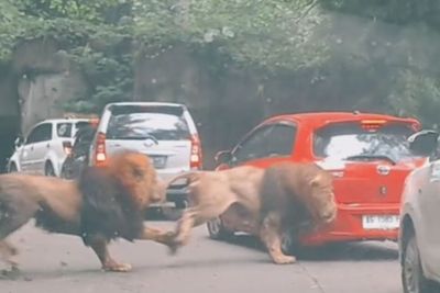 Viral Dua Singa Bertarung hingga Pecahkan Kaca Lampu Mobil Pengunjung di Taman Safari
