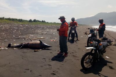 Seekor Lumba-Lumba Terdampar di Pantai Selatan Jember, Nasibnya Menyedihkan