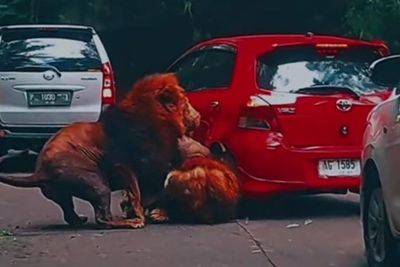 Mobilnya Ditabrak Dua Singa, Pengunjung Taman Safari Ogah Damai: Salaman Aja Gak Mau!