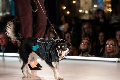 Gemasnya Anjing Ramaikan Panggung New York Fashion Week 2023, Gak Kalah Modis dari Model
