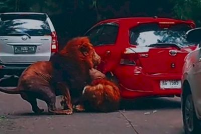 Taman Safari Prigen Buka Suara soal Dua Singa Jantan Berkelahi Tabrak Mobil Pengunjung