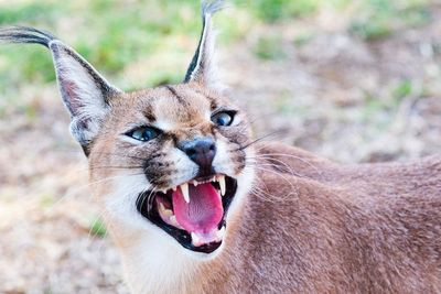Fakta Menarik Kucing Caracal, Punya Rambut Panjang di Telinga
