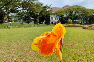 5 Manfaat Bunga Tasbih Bagi Kesehatan, Salah Satunya Ampuh Obati Ambeien