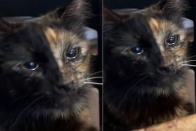 Momen Kucing Nangis di Dapur Gara-gara Bawang Bombay, Mukanya Sedih tapi Bikin Ngakak