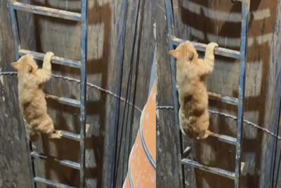 Gemesnya Kucing Oren saat Panjat Tangga Keluar Lubang, Ototnya Bikin Salfok: Ras Terkuat!