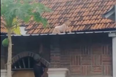 Viral Balita Merangkak di Atap Rumah, Bapak-bapak Panik Sampai Naik-naik Pagar