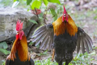 Siapa Sangka, Ayam Pernah Jadi Sembahan Manusia, Berabad-abad Sebelum Jadi Lauk Makan