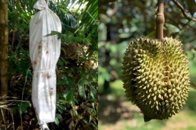 Tangkal Maling, Hii... Ada Sosok Pocong Bergelantungan di Pohon Durian 