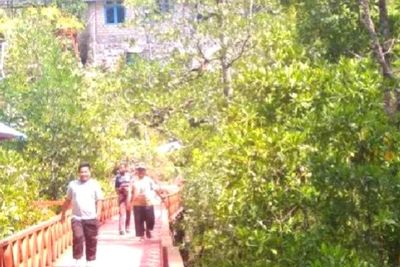Libatkan Masyarakat Adat, Taman Hutan Mangrove di Biak Beri Kesejahteraan Ekonomi