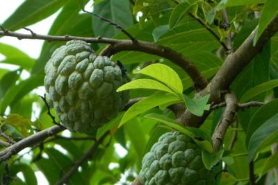 6 Manfaat Buah Srikaya: Khasiatnya Bisa Basmi Ketombe dan Kutu Rambut