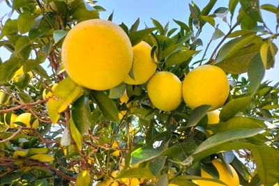 Dijuluki Buah Terlarang , Ini Fakta-fakta Grapefruit yang Tumbuh Subur di Turkiye