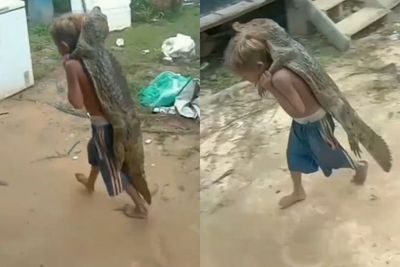 Kocak! Harga Diri Buaya Ini Hilang Digendong Bocah Tanpa Busana, Nggak Melawan Sama Sekali