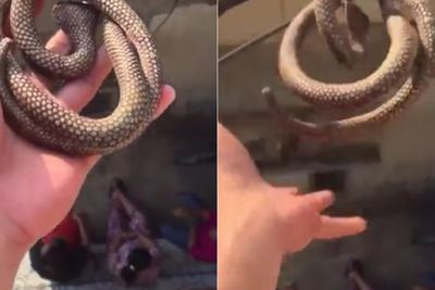 Kerjai Tongkrongan Emak-Emak yang Bergosip, Orang Ini Lempar Ular dari Atas Rumah