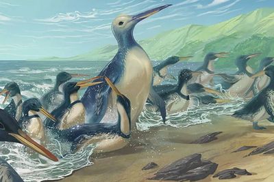 Peneliti Temukan Fosil Penguin di Pantai Selandia Baru, Terbesar dalam Sejarah