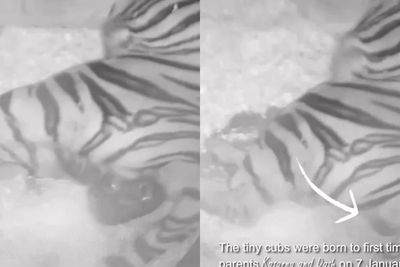 Momen Harimau Sumatera Melahirkan 2 Anak di Kebun Binatang Inggris, Disambut Bahagia