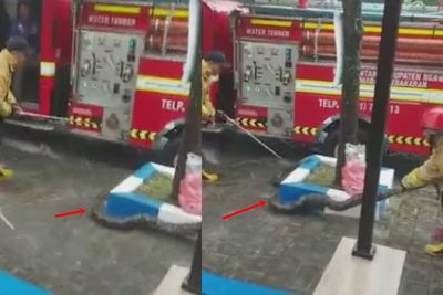 Viral Video Petugas Damkar Ngawi Evakuasi Ular Piton di Selokan, Ibu-Ibu Menjerit Panik