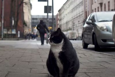 Kucing Gemuk Ini Jadi Ikon Wisata Polandia, Wisman Berbondong-bondong Mengunjunginya
