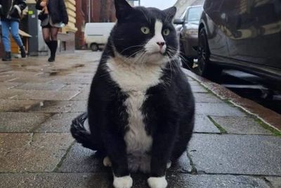 Kucing Gemoy Bernama Gacek Jadi Objek Wisata Terpopuler di Polandia, Yuk Meet Up!