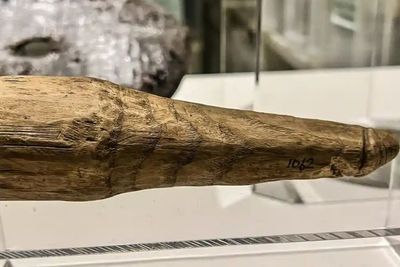 Arkeolog Temukan Benda Berusia 2.000 Tahun Diduga Dildo, Terbuat dari Kayu Berukuran Besar