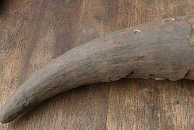 Obat Herbal Berbentuk Tanduk Berusia 500 Tahun Ditemukan di Afrika Selatan oleh Pendaki