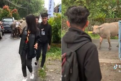 Niatnya Mau Videoin Sambil Nyapa Sapi Go , Pria Ini Langsung Kocar-kacir Dikejar Kerbau