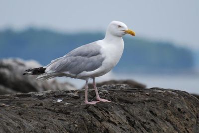 Kasus Aneh! Pria Ini Diadili karena Masukkan Kelamin ke Mulut Burung yang Dilindungi