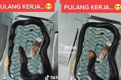 Niatnya Mau Jebak Kecoa, Wanita Ini Malah Syok Dapat Ular Kobra di Rumah