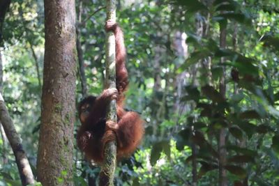 25 Ekor Orangutan Telah Dilepas di Hutan Kapuas Hulu oleh Pihak Taman Nasional Setempat