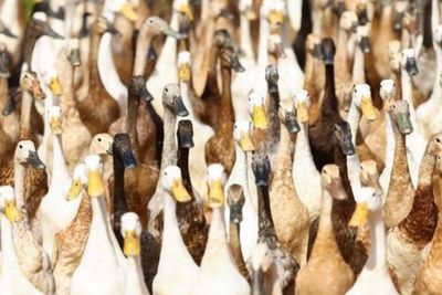 Muncul Kasus Pertama Kematian Flu Burung, Ahli Ingatkan Risiko Penularan Antar Manusia