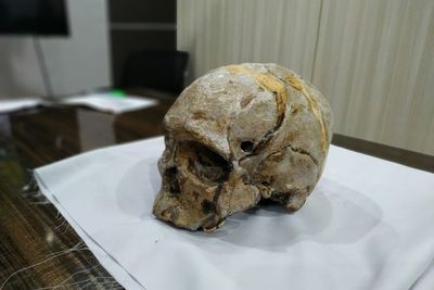 8 Fakta Homo Wajakensis di Tulungagung, Salah satunya Nenek Moyang Bangsa Australia