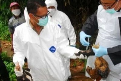 Kasus Flu Burung Terindikasi di Kalsel, Ini Kata Dinas Pertanian Usai Diambil Sampel