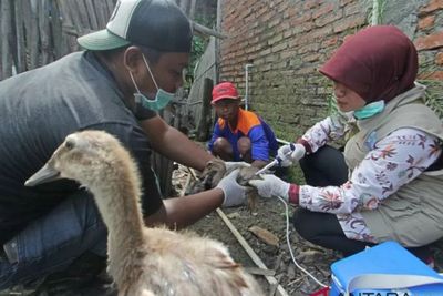 Jangan Remeh! Penularan Flu Burung ke Manusia Tetap Berisiko meski Jarang Terjadi