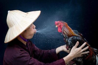 Turis Kirim Petisi Gangguan Kokok Ayam di Bali: Nyeleneh Ayam Pun Mau Dibungkam
