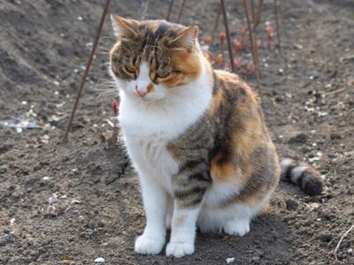 3 Orang di Inggris Terkena Penyakit Kulit Langka yang Disebarkan oleh Kucing