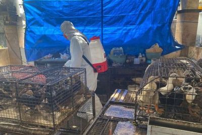 Cegah Flu Burung, Dinas Pertanian Kota Denpasar Gencarkan KIE dan Biosekuriti