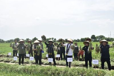 Mentan Yasin Limpo dan Wamendag Panen Raya dan Lepas Pasokan Bawang Merah ke Jakarta