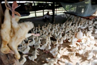 Virus Flu Burung Bisa Menular ke Manusia? Ini Kata Menkes 