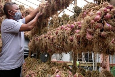Sambut HBKN, Kementan dan Kemendag Sinergi Amankan Stok dan Harga Bawang Merah