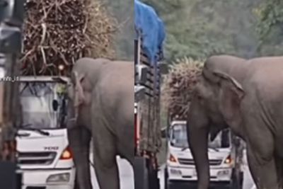 Viral, Momen Kocak Gajah 'Begal' Batang Tebu di Jalan, Sopir Truk Cuma Bisa Pasrah