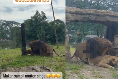 Duh, Ada Singa Kawin di Depan Pengunjung Solo Safari, Gibran Minta Maaf: Bakal Saya Tegur!