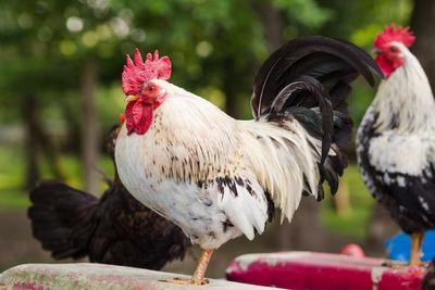 Viral Bule Protes Suara Ayam Berkokok, Dispar Bali: Harus Ikutin Kearifan Lokal