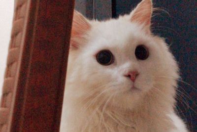Mengenal 7 Ciri-ciri Kucing Sakit, Cat Lovers Wajib Banget Tahu!