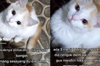Gemes! Kucing Ini Nangis saat Kakaknya Dimarahi, Pasang Muka Melas Biar Majikan Gak Ngomel