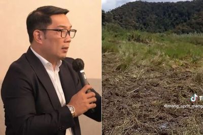 Ridwan Kamil Geram Balap Trail Hancurkan Kebun Edelweiss di Ranca Upas: Jangan Beri Izin