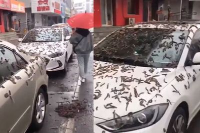 Geger Hujan Cacing di China, Fenomena Aneh Apa?