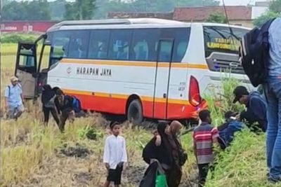 Bus Harapan Jaya & Bus Bagong Nyaris Adu Banteng , Banting Setir Terperosok ke Sawah