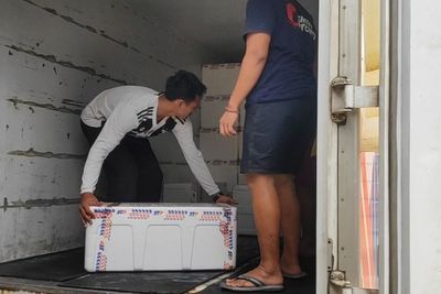 Mengintip Aktivitas Pelepasan Benur Udang Vietnam di Kota Lawet Kebumen