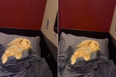 Bikin Iri! Anjing Ini Naik Pesawat Kelas Bisnis, Nyaman Tidur dengan Selimut